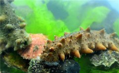 大显“参”手，蓬莱深奥生物颠覆性改变了海参吃法